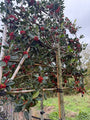 Leiboom Groene Hulst - Ilex 'Nellie R. Stevens' Jaarrond groen