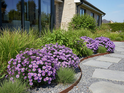 Herfstaster (Hoogte 60 cm, Paars) - Aster novae-angliae 'Purple Dome'