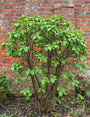 Sneeuwbal (Meerstammig) - Viburnum x bodnantense 'Charles Lamont'