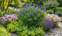 Biologische Valse Indigo Indigolupine - Baptisia australis
