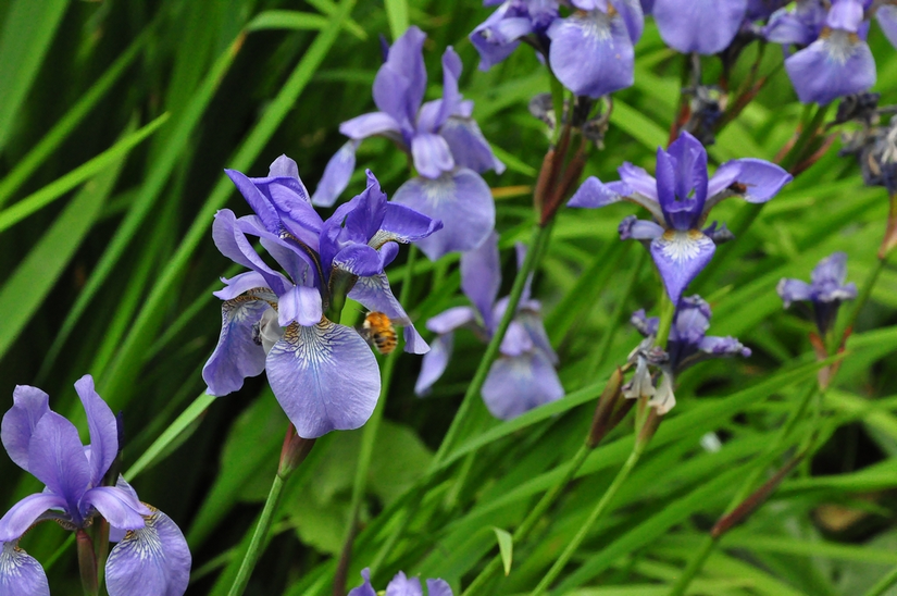 Biologisch Lis - Iris sib. 'Blue King'
