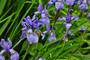 Biologisch Lis - Iris sib. 'Blue King'
