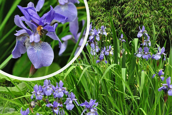 Siberische Lis (blauw) - Iris Sibirica 'Blue King'