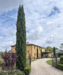 Italiaanse Cipres - Cupressus sempervirens (zuilcipres)