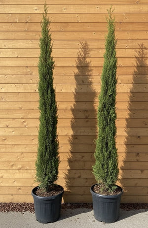 Zuilvorm cipres 150-175 cm