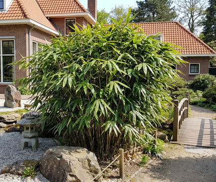 Japanse bamboe - Pseudosasa japonica