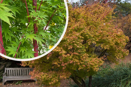 Japanse Esdoorn - Acer palmatum 'Sangokaku'