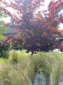 Japanse Esdoorn - Acer palmatum 'Bloodgood'