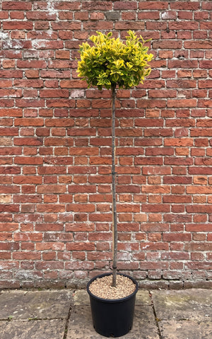 Halfstam 120 cm