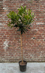 japanse mispel op stam 120 cm