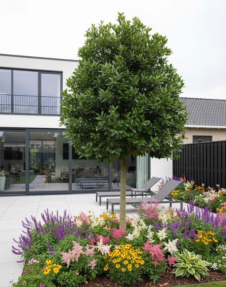 camelia japonica op stam