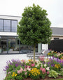 camelia japonica op stam