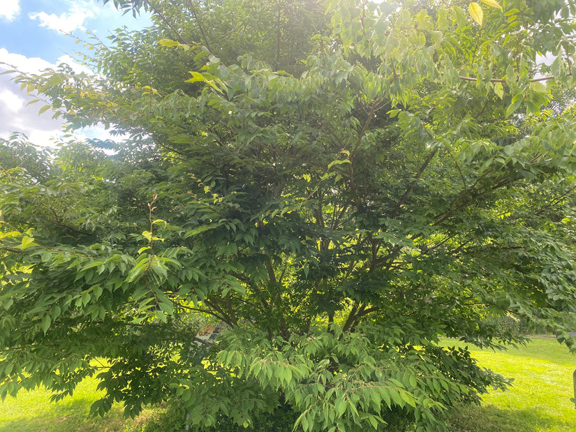 Japanse schijniep - Zelkova serrata