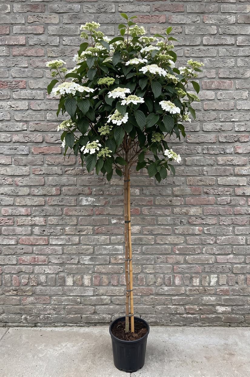 Japanse sneeuwbal op stam - Viburnum plicatum 'Watanabe'