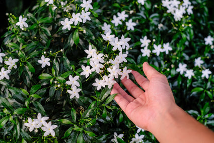 Jasmijn - jasminum polyanthum