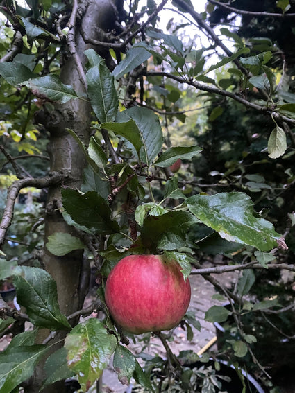 Hoogstam Appelboom - Malus domestica 'Jonagold'