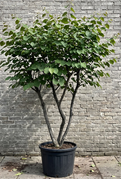 Europese Judasboom (Struikvorm) - Cercis siliquastrum