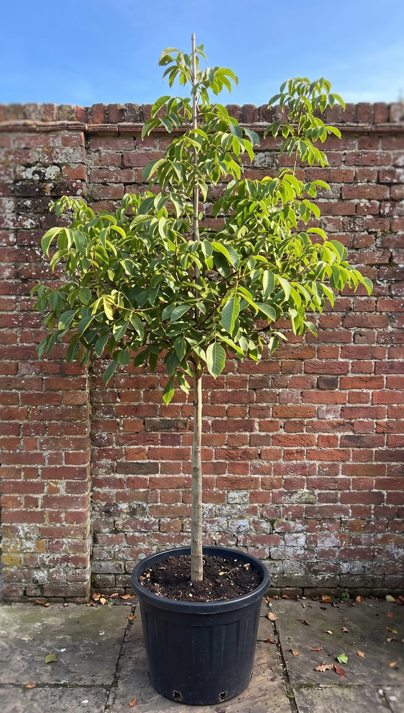 Juglans regia broadview op stam