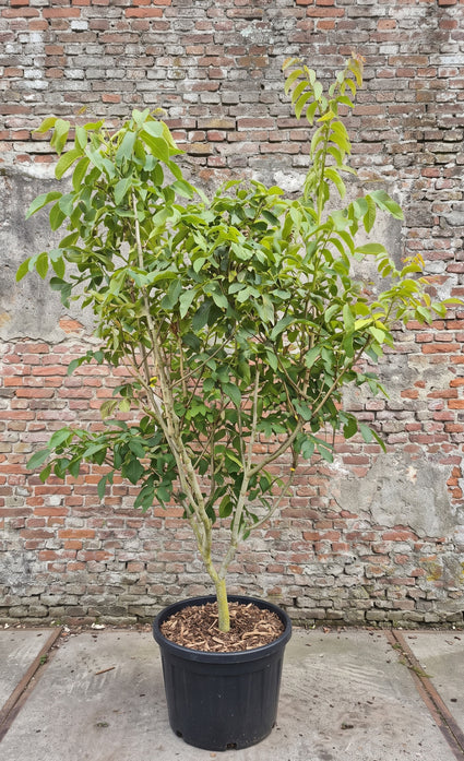 Walnootboom (Meerstammig) - Juglans regia 'Buccaneer'