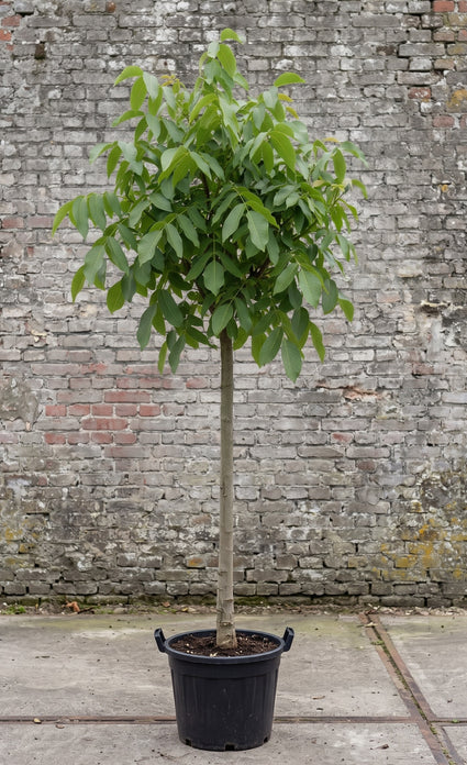 stamomtrek 14-16 cm juglans regia hoogstam boom in pot