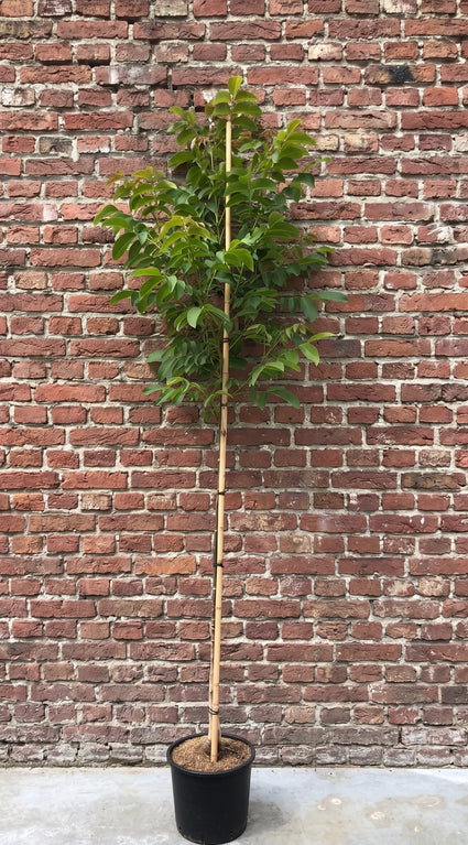 Walnootboom - Juglans regia hoogstam