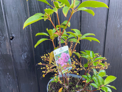 Lepelboom Kalmia Latifolia in c7.5 pot 30-40 cm met goed wortelgestel