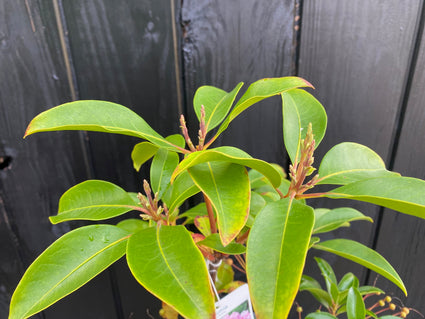 Kalmia Latifolia blad detail