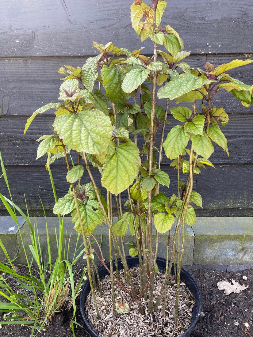 Kansenboom - Clerodendrum trichotomum (Pindakaasboom)