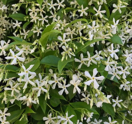 Kant en klare Toscaanse Jasmijn haag - Trachelospermum jasminoides 180 x 120 cm Sterjasmijn wit