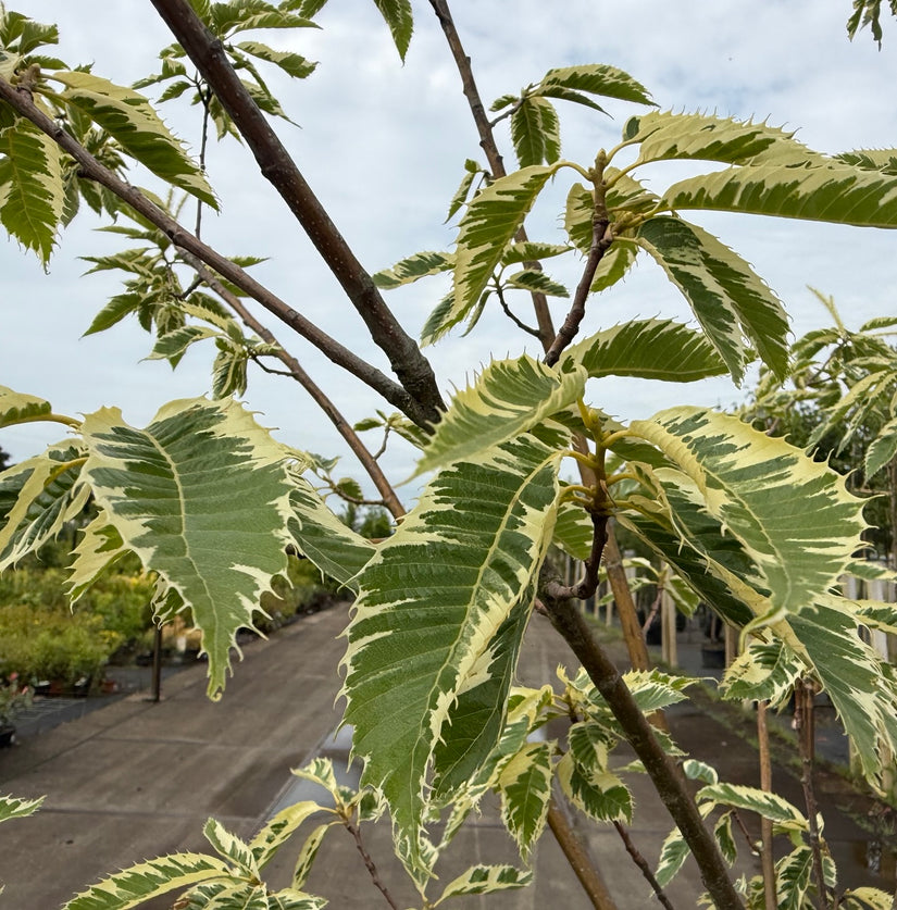 Bonte Tamme Kastanje - Castanea Sativa 'Variegata' hoogstam