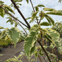 Bonte Tamme Kastanje - Castanea Sativa 'Variegata' hoogstam