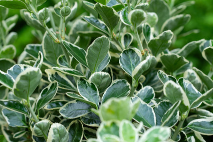 Kardinaalsmuts op stam - Euonymus japonicus 'Kathy'