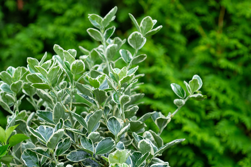 Kardinaalsmuts op stam - Euonymus japonicus 'Kathy'