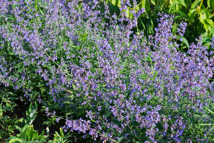 Biologisch Kattenkruid - Nepeta 'Grol'