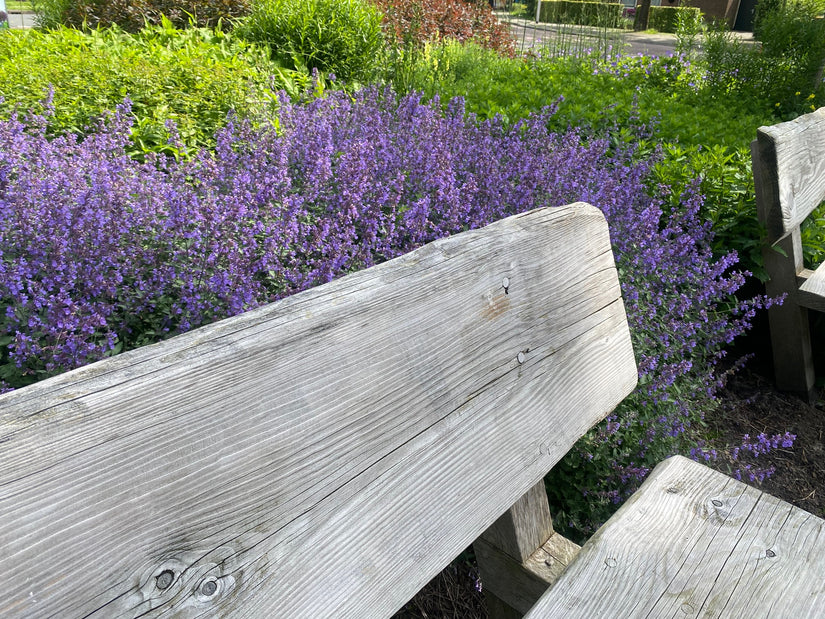 Biologisch Kattenkruid - Nepeta 'Walker's Low'