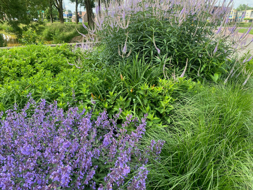 Kattenkruid - Nepeta 'Walker's Low'