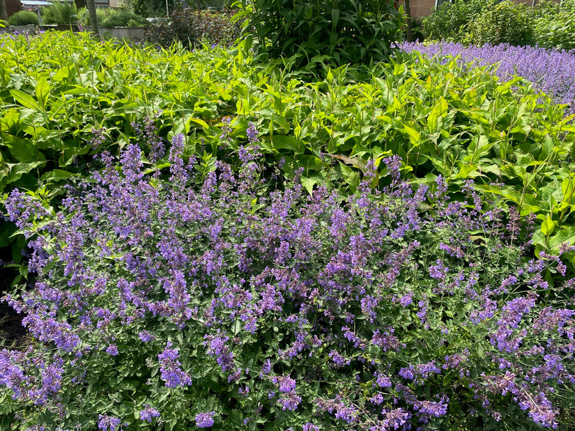 Kattenkruid - Nepeta 'Walker's Low'