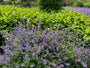 Kattenkruid - Nepeta 'Walker's Low'