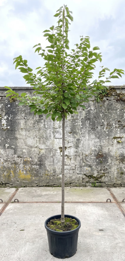 kers - prunus kordia hoogstam boom