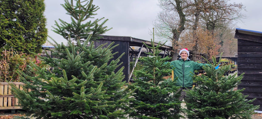 van groot  3 meter naar klein 1.75-200 cm onze nordmann kerstbomen