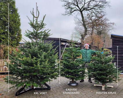 Echte kerstboom Aanbieding - Nordmann gezaagd 2 tot 2.5 meter - Aanbieding!