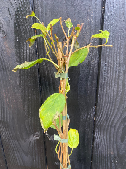 Biologisch Zelfbestuivende mini kiwi - Actinidia arguta 'Kiwiberry' (Issai)