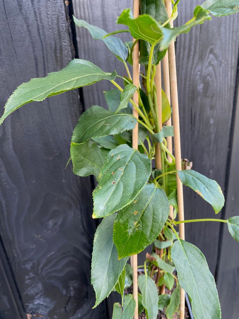 Blad details kiwibes klimplant Actinidia