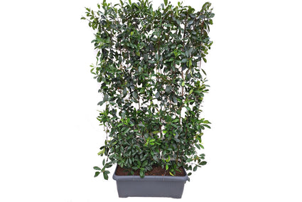 Kant en Klaar haag Glansmispel - 180 x 120 cm - Photinia fraseri 'Red Robin' wintergroen