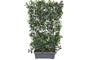 Kant en Klaar haag Glansmispel - 180 x 120 cm - Photinia fraseri 'Red Robin' wintergroen