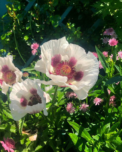 Oosterse klaproos - Papaver orientale 'Perry's White'