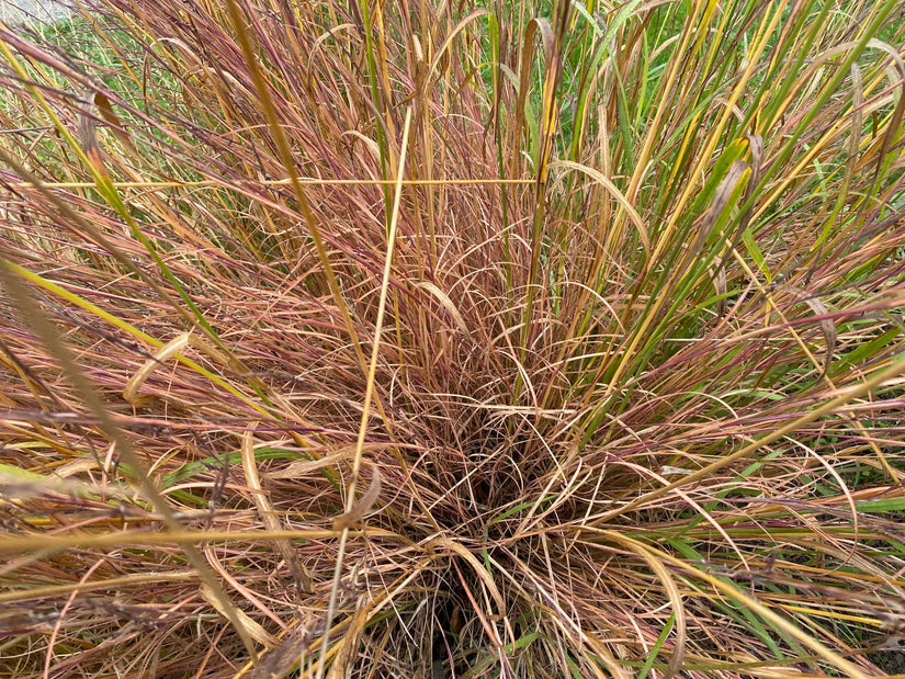 Klein prairiegras - Schizachyrium scoparium 'Ha Ha Tonka'