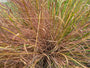 Klein prairiegras - Schizachyrium scoparium 'Ha Ha Tonka'