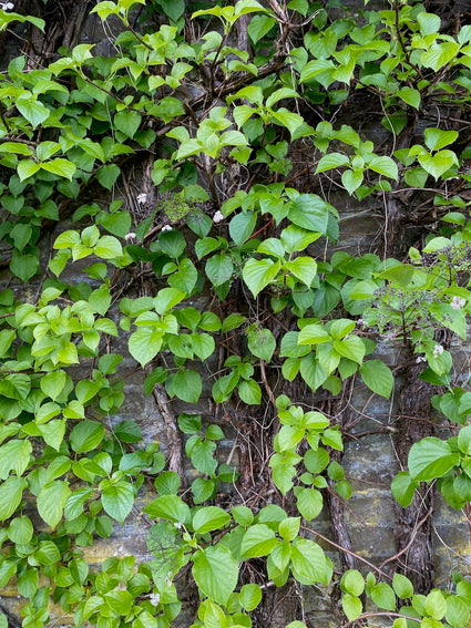 Klimhortensia - Hydrangea anomala subsp. petiolaris