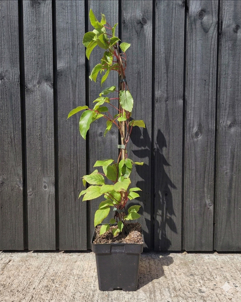 Biologische Kiwi - Actinidia arguta 'Ken's Red'